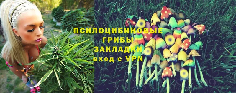 Псилоцибиновые грибы Psilocybine cubensis  Николаевск 